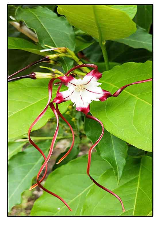 Strophanthus caudatus, Echites caudatus, Strophanthus dichotomus