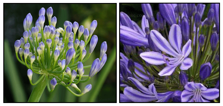 African lily Agapanthus africanus Love flower Philippine