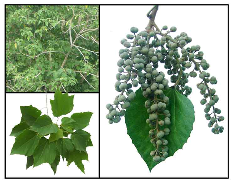 Alim / Melanolepis multiglandulosa: Philippine Medicinal Herbs / Philippine  Alternative Medicine