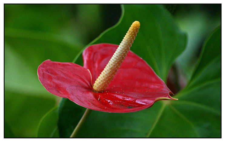 Painter's-palette (anthurium andraeanum)