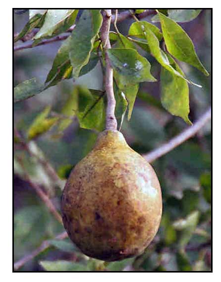 botanical name of bael