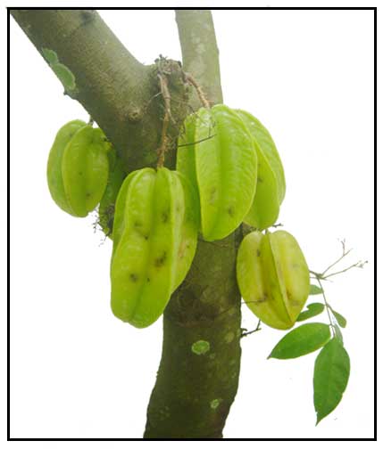 balimbing-averrhoa-carambola-l-star-fruit-yang-tao-philippine