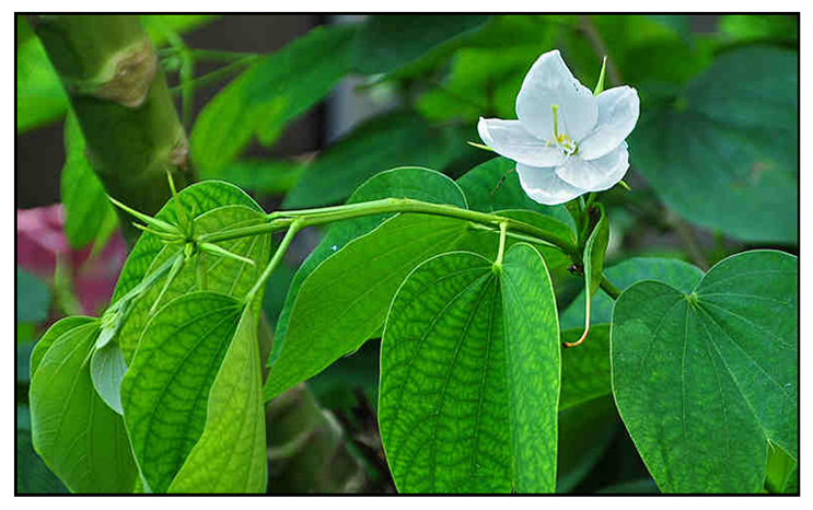 Bambang , Bauhinia acuminata, WHITE BAUHINIA: Philippine Alternative