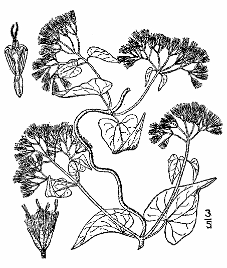 Heart shaped leaf vine weed