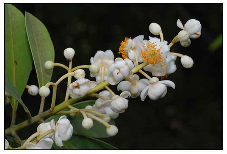 Bitaog Calophyllum Blancoi Herbal Medicine Philippine Medicine