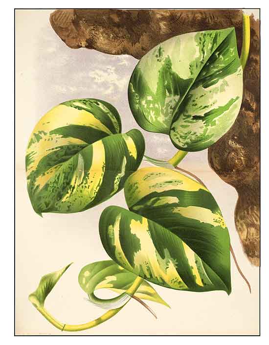 Hortipedia - Epipremnum pinnatum