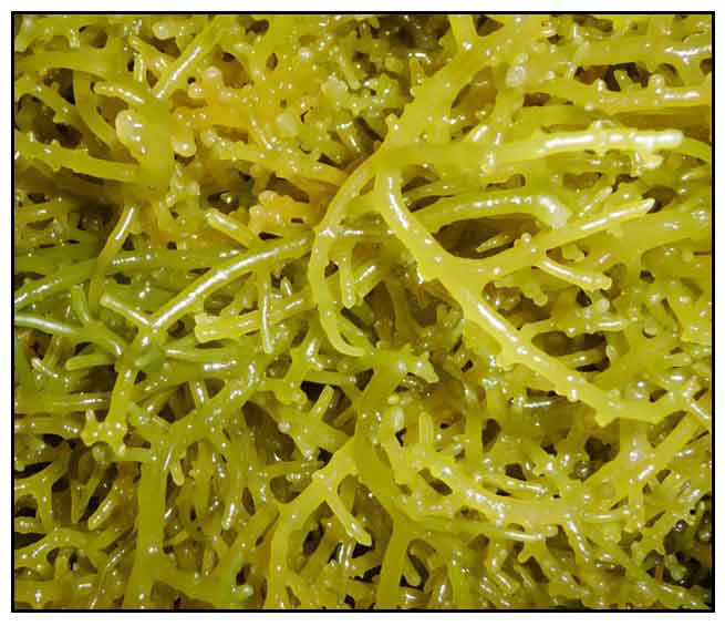 edible seaweeds in the philippines