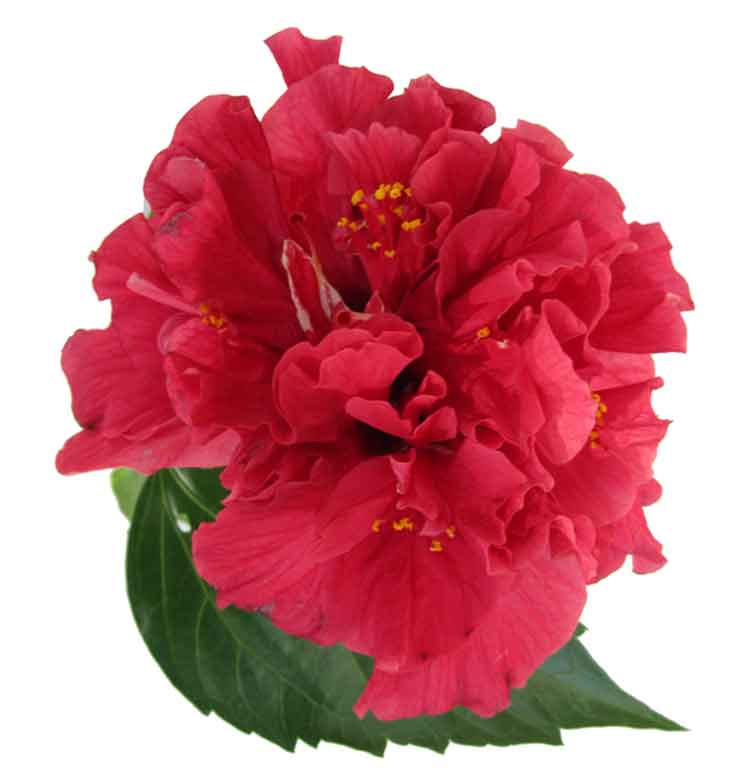 other-name-of-gumamela-hibiscus-flower-varieties-2019-02-13