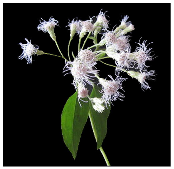 Hagonoy Chromolaena Odorata DEVIL WEED Fei Ji Cao Philippine Hagonoy Chromolaena Odorata DEVIL WEED Fei Ji Cao Philippine