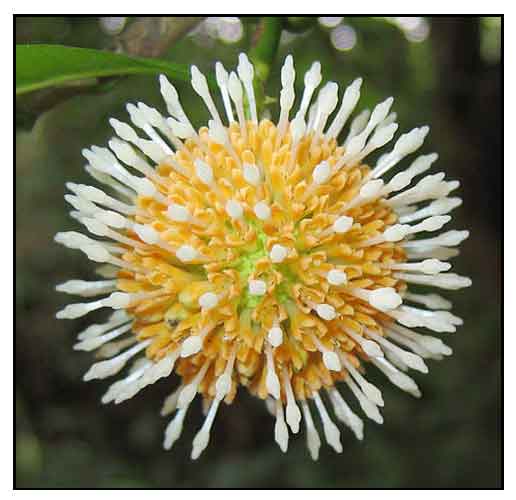 Karai (Tamil: கறை), Fabaceae (pea, or legume family) » Acac…