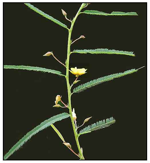 Cassia Mimosoides