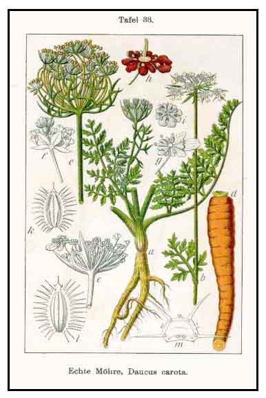 Queen Anne's Lace Part II: Traditional Use of Daucus Carota – Herbal Academy