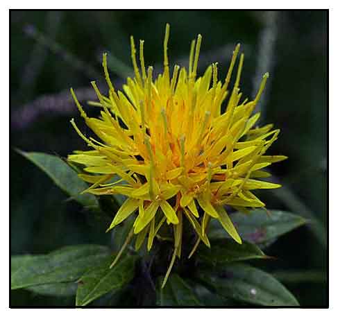 Safflower Plant Facts and Uses: Vegetable Oil, Dye, and Insulin