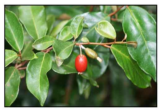 Lingaro, Elaeagnus triflora: Philippine Medicinal Herbs / Alternative  Medicine