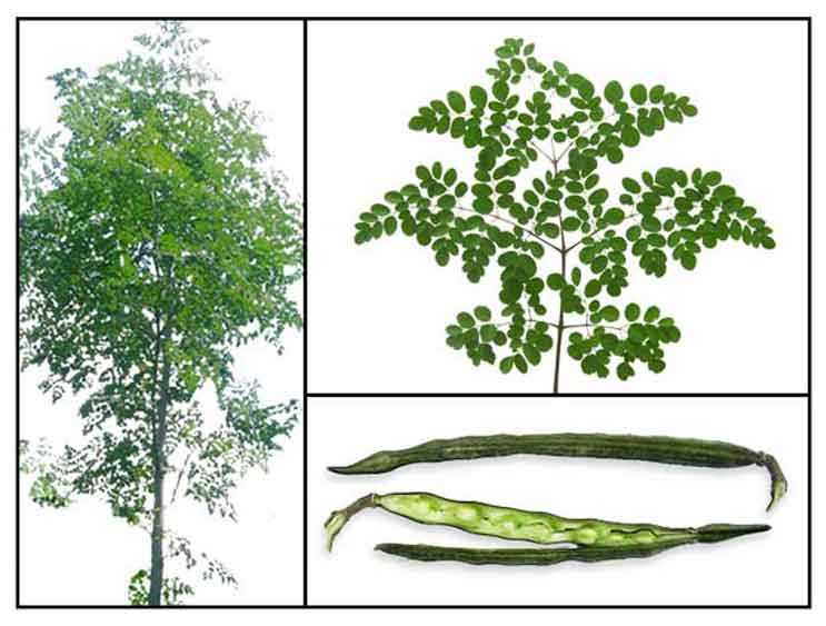 Featured image of post Simple Way to Malunggay Leaves Scientific Name