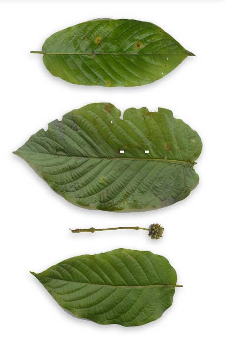 Ketum leaves