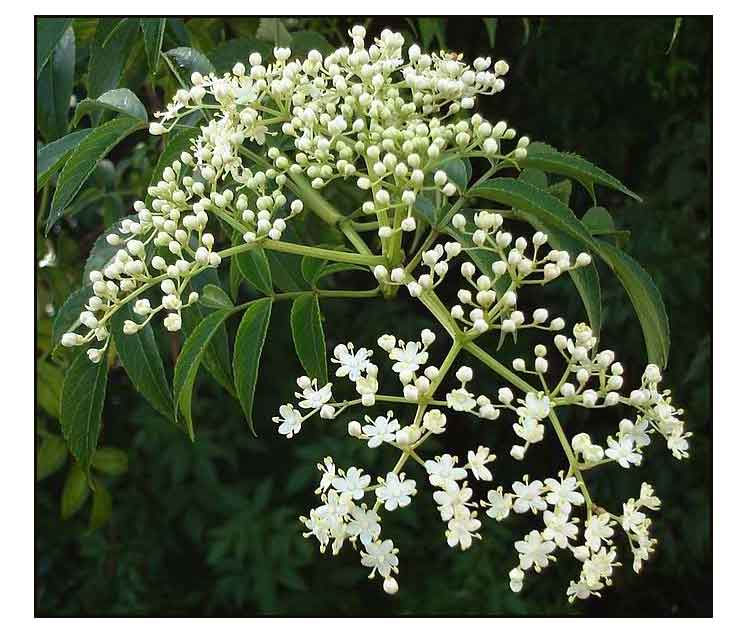 neem tree flower