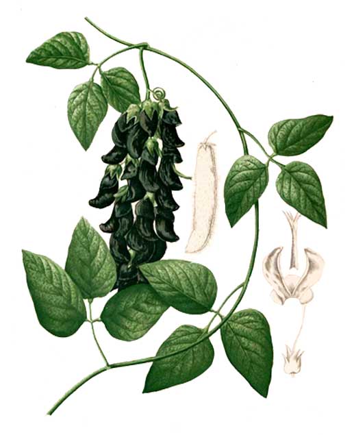 Pica-Pica or Velvetbean, MUCUNA PRURIENS