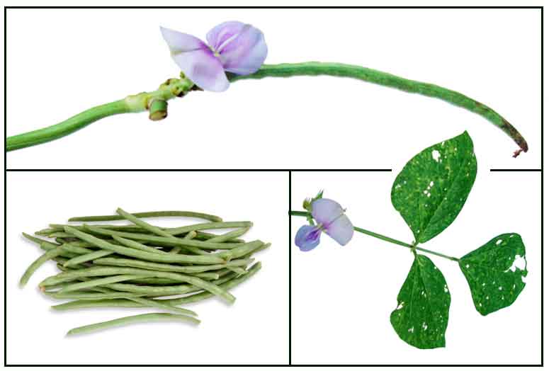 cowpea flower