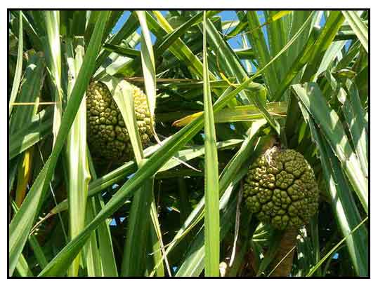 Pandan-mabango, Pandanus odorous Ridley, DWAF SCREW-PINE, Qi ye lan