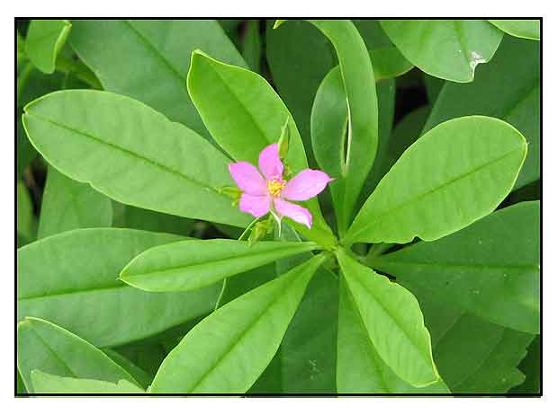 philippine ginseng plant