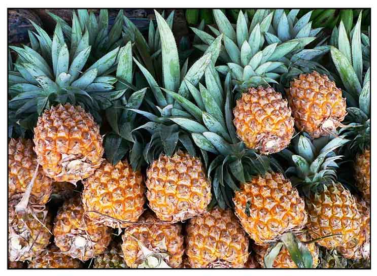 Pina, pinya, Ananas comosus L / PINEAPPLE, Bo luo: Philippine Medicinal