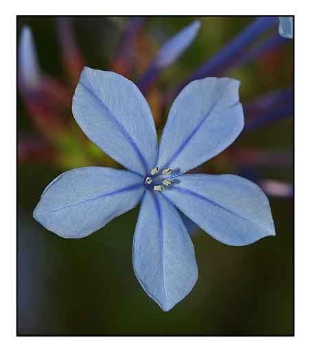 Plumbago toxic to sales dogs