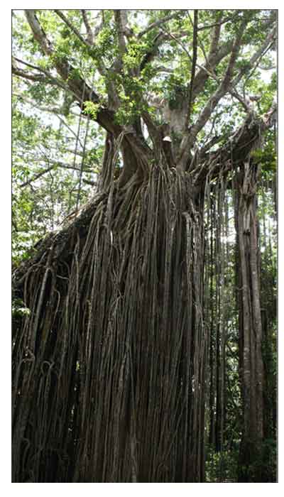 Red Balete, Ficus Virens, Spotted Fig  Alternative Medicine