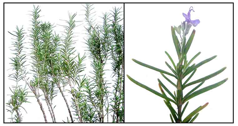 Rosemary: Health benefits, precautions, and drug interactions