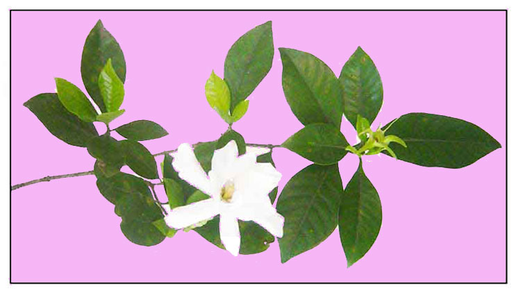 Rosal / Gardenia jasminoides / GARDENIA: Philippine Medicinal Herbs