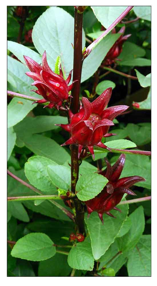 Bissap( Hibiscus calyses)