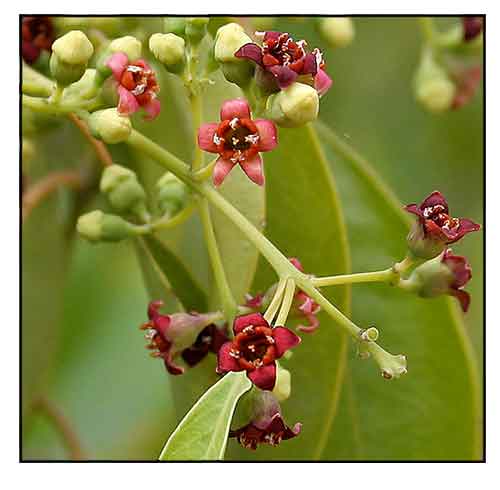 Bois de santal (Santalum album) - Lexique des plantes : Plantes médicinales  & herbes 