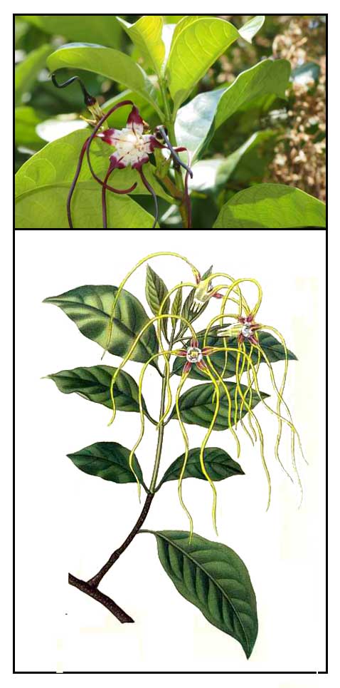 Abuhab-baging, Strophanthus caudatus, Twisted cord flower - Philippine  Herbal Therapy / Alternative Medicine