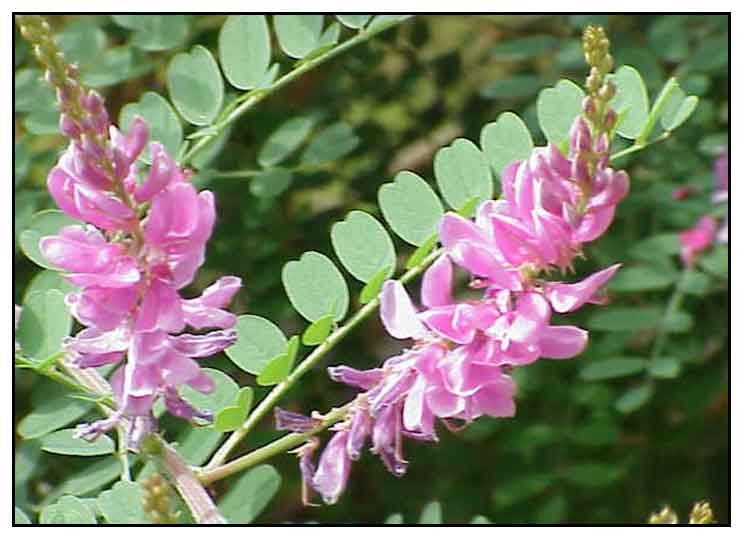 Natural Dyes - Indigo - Indigofera Suffruticosa