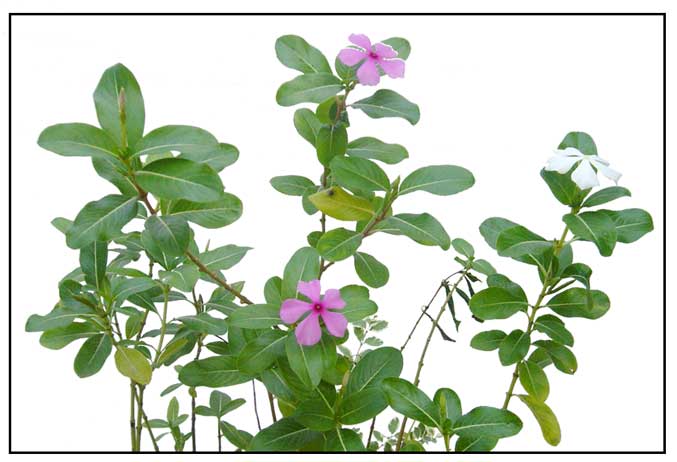 74 Plants With Pink Flowers: Names, Identifying, Gardening Tips