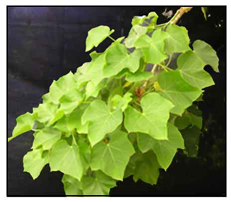 Jatropha Curcas: Jatropha Curcas Leaves Uses