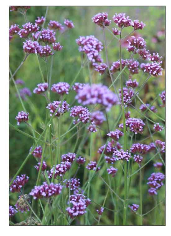 File:Verveine bleue, épi bleue.jpg - Wikimedia Commons