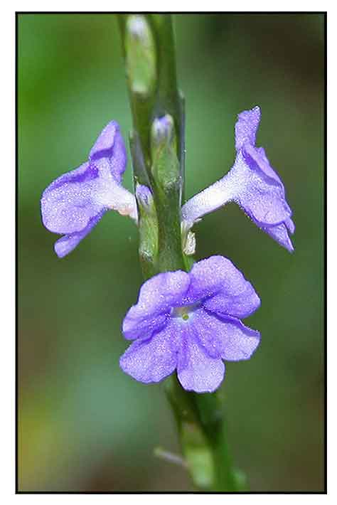 Kandikandilaan / Stachytarpheta jamaicensis Linn. / BASTARD VERVAIN ...