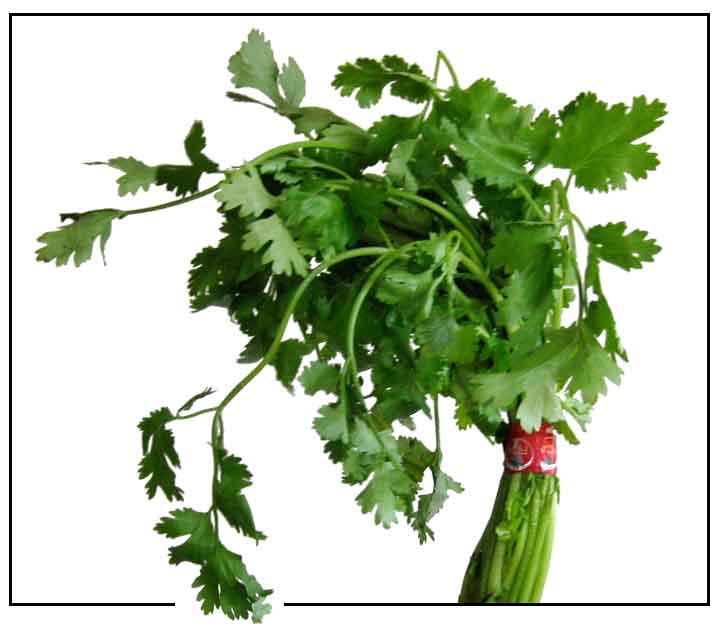 Kulantro / Uan-suy / Coriandrum sativum / CORIANDER: Philippine ...