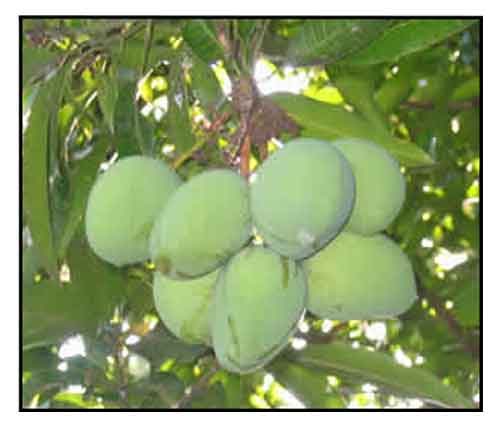 Paho, Mangifera altissima, PAHUTAN MANGO / Alternative Medicine